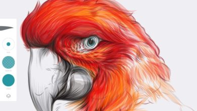 Adobe Illustrator Draw